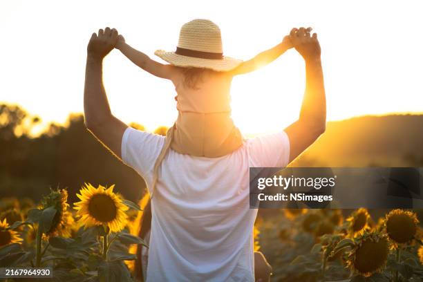 handsome man looking at sunflower with his daughter in the field stock photo - sunflower stock pictures, royalty-free photos & images