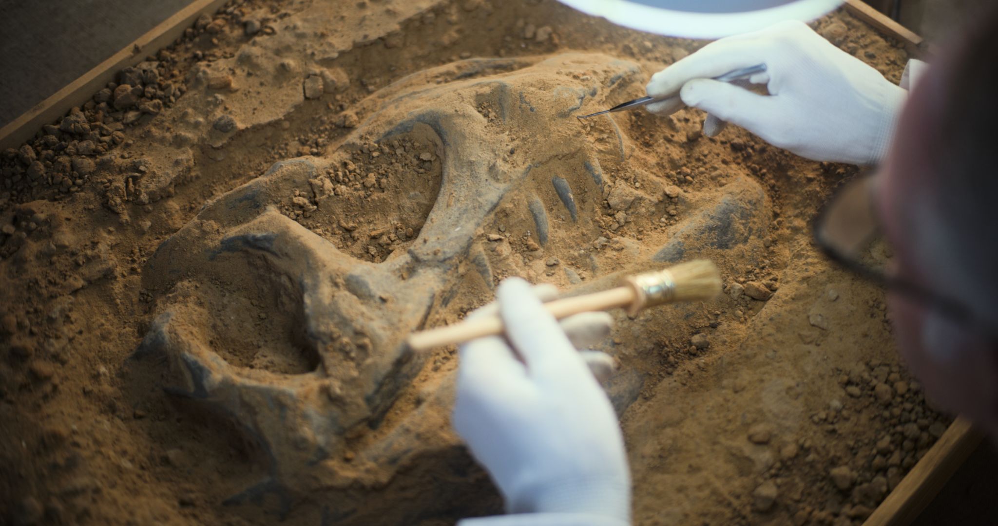 dinosaurs fossils