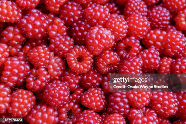 wild raspberries - raspberry stock pictures, royalty-free photos & images