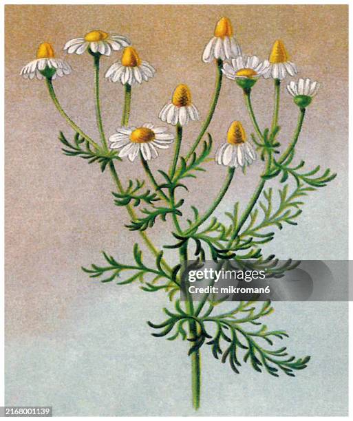 old chromolithograph illustration of botany, chamomile, german chamomile, hungarian chamomile, wild chamomile, blue chamomile, scented mayweed (matricaria chamomilla, matricaria recutita) an annual plant of the composite family asteraceae - chamomile stock pictures, royalty-free photos & images