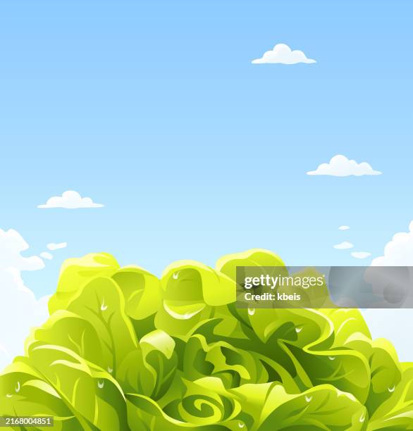 lettuce under a blue sky - green salad stock illustrations