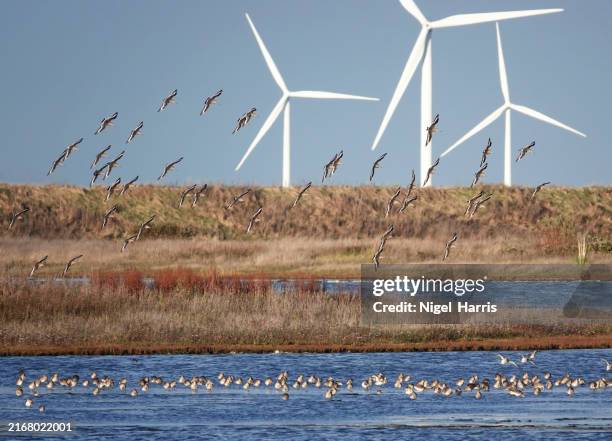 A flock of black-tailed godwits, limosa limosa, coming in to land on water at Wallasea Island nature reserve with wind turbines in the background posing a hazard to birdlife, Essex, England, UK.
