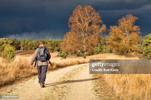 woman walking on loenermark heath near posbank - veluwe stock pictures, royalty-free photos & images