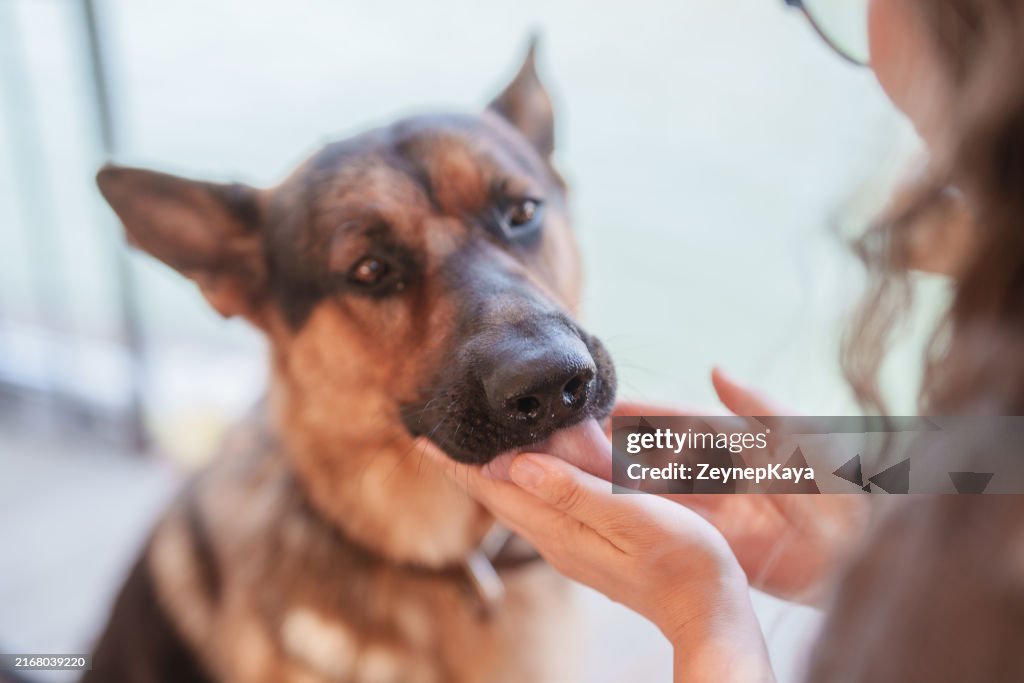 Donna che nutre il suo cane pastore tedesco dalle sue mani.