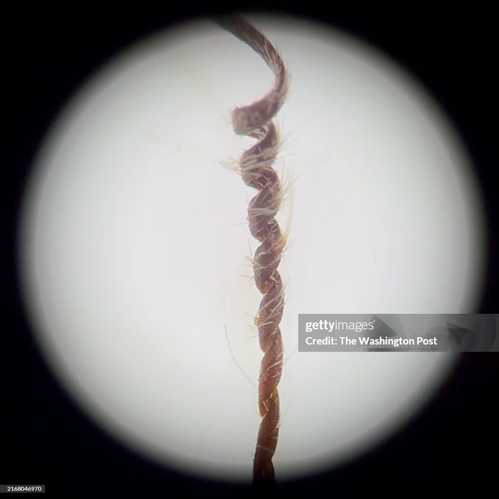 Europium Cicutarium tail