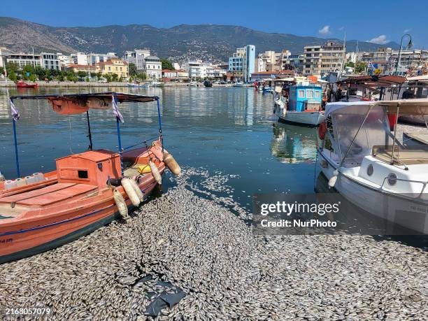 Ecological disaster in Greece with large amount of dead fish wash-up on the beach, shores, port of Volos city and the Pagasetic Gulf spreading an...
