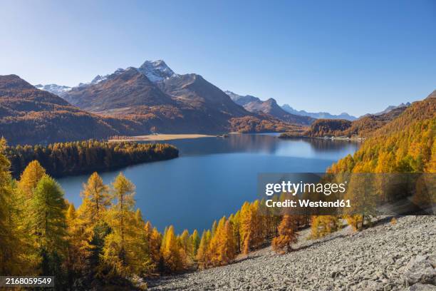 switzerland, graubunden canton, lake sils in autumn with piz da la margna mountain in background - graubunden canton stock pictures, royalty-free photos & images