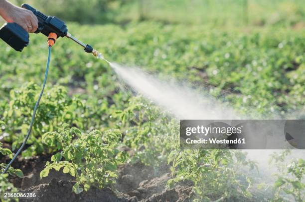 mature man's hand spraying chemical on crops at field - onkruidverdelger stockfoto's en -beelden