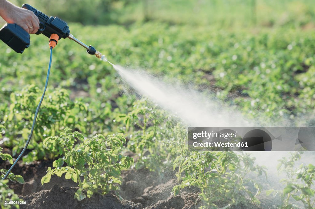 Mature man's hand spraying chemical on crops at field