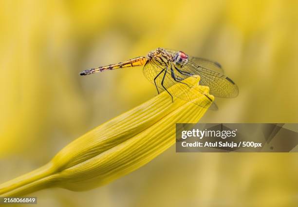 Boston Insects 4,442 Boston Flower Stock Photos, High-Res Pictures, and Images - Getty ...