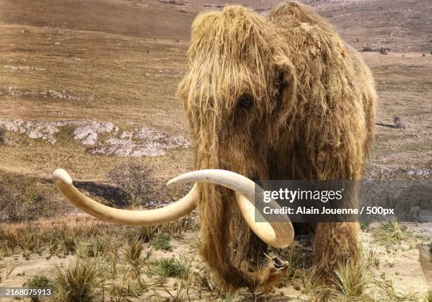 high angle view of animal skull on field - woolly mammoth stock pictures, royalty-free photos & images