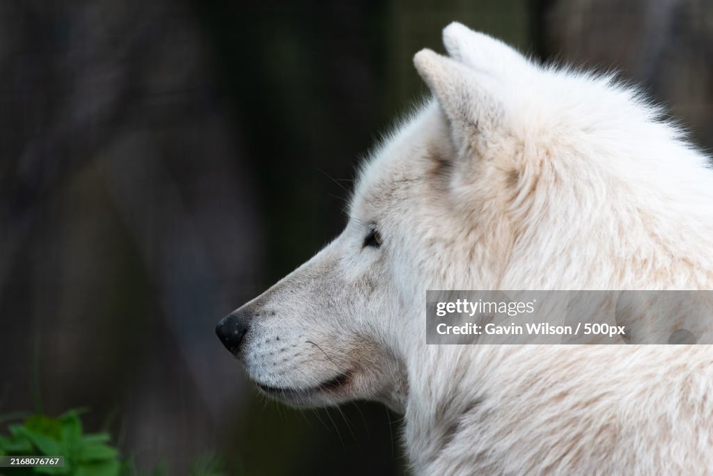 Close-up of dog