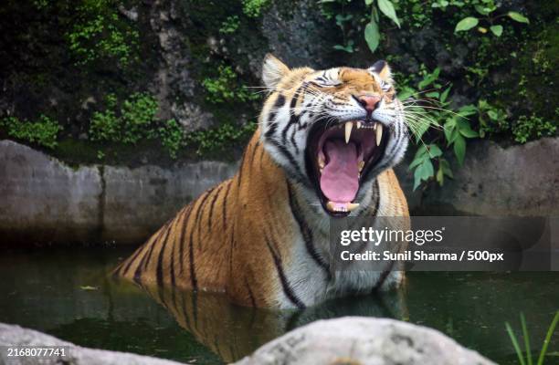 close-up of tiger in lake - nepal stock pictures, royalty-free photos & images
