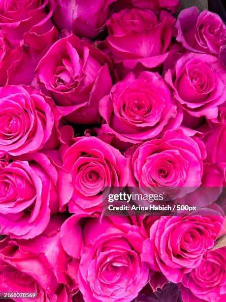 Pink Roses Stacked 83 Dozen Pink Roses Stock Photos, High-Res Pictures, and Images - Getty ...