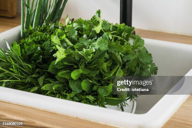 fresh herbs being washed in a kitchen sink - tarragon stock pictures, royalty-free photos & images