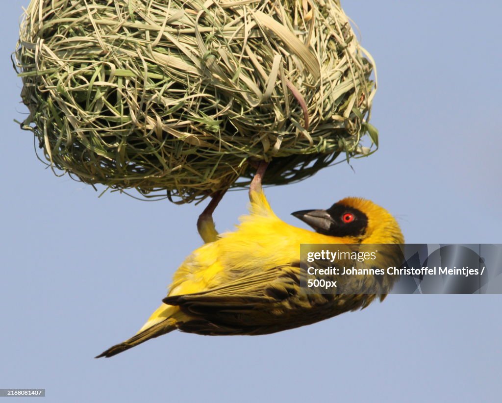 Low angle view of weaverbird perching against clear sky