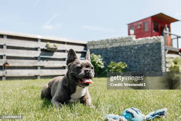 french bulldog sitting on grass in back yard - french bulldog stock pictures, royalty-free photos & images
