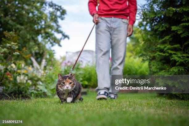 curious kitten walking outside outdoors with interested muzzle, owner holding pet by leash. - leinen stock-fotos und bilder