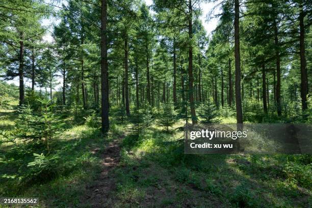 neat spruce trees in the forest - cedar tree stock pictures, royalty-free photos & images