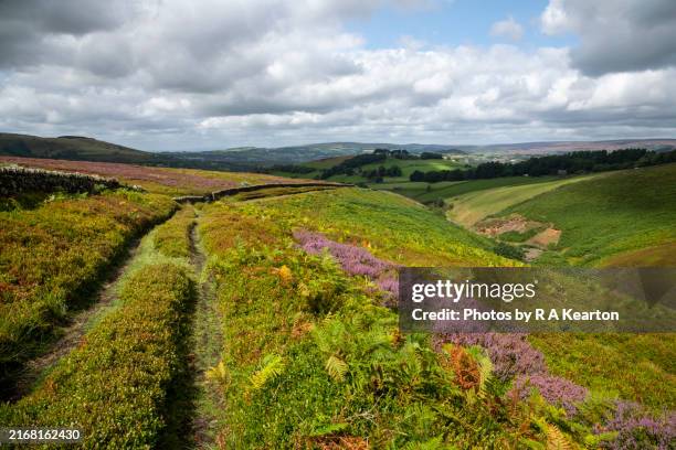 summer on the moors of northern england - moor stock pictures, royalty-free photos & images