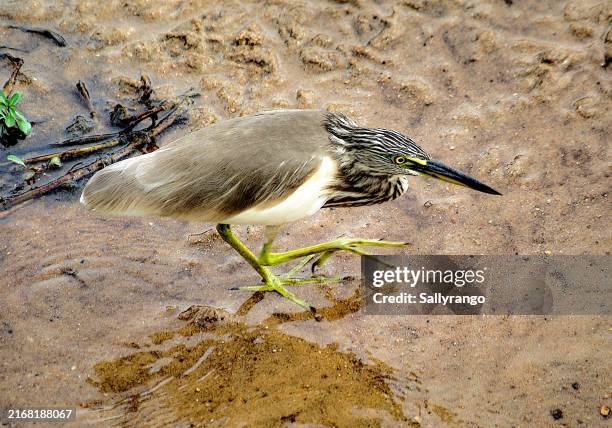close up of indian pond heron. - indian pond herons stock pictures, royalty-free photos & images