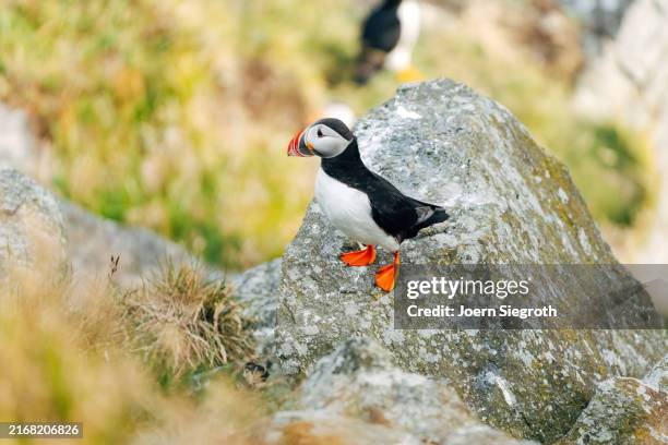 puffins on the rugged coastline - named wilderness area stock pictures, royalty-free photos & images