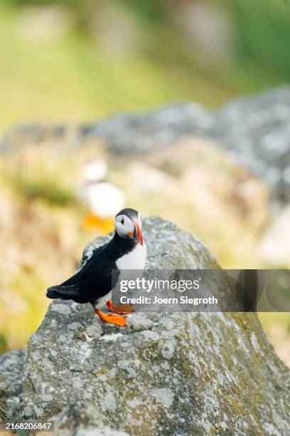 puffins on the rugged coastline - named wilderness area stock pictures, royalty-free photos & images
