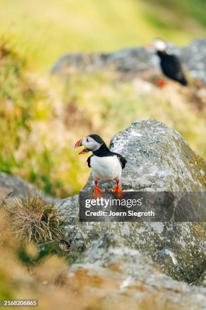 puffins on the rugged coastline - named wilderness area stock pictures, royalty-free photos & images