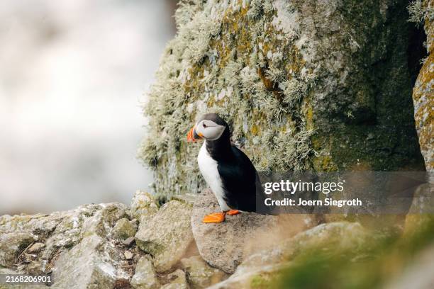 puffins on the rugged coastline - named wilderness area stock pictures, royalty-free photos & images