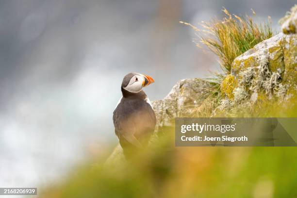 puffins on the rugged coastline - named wilderness area stock pictures, royalty-free photos & images