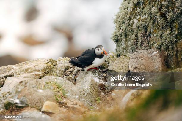 puffins on the rugged coastline - named wilderness area stock pictures, royalty-free photos & images