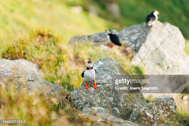 puffins on the rugged coastline - named wilderness area stock pictures, royalty-free photos & images