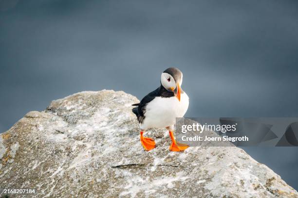 puffins on the rugged coastline - named wilderness area stock pictures, royalty-free photos & images