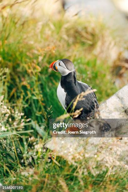 puffins on the rugged coastline - named wilderness area stock pictures, royalty-free photos & images
