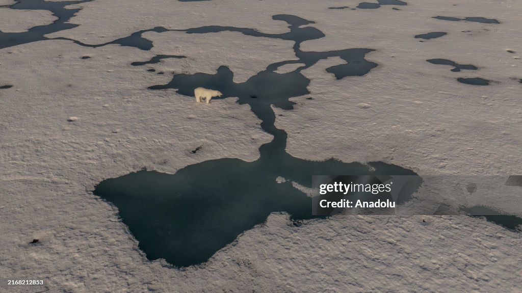 The unique ecosystem of the Arctic: Arctic Ocean