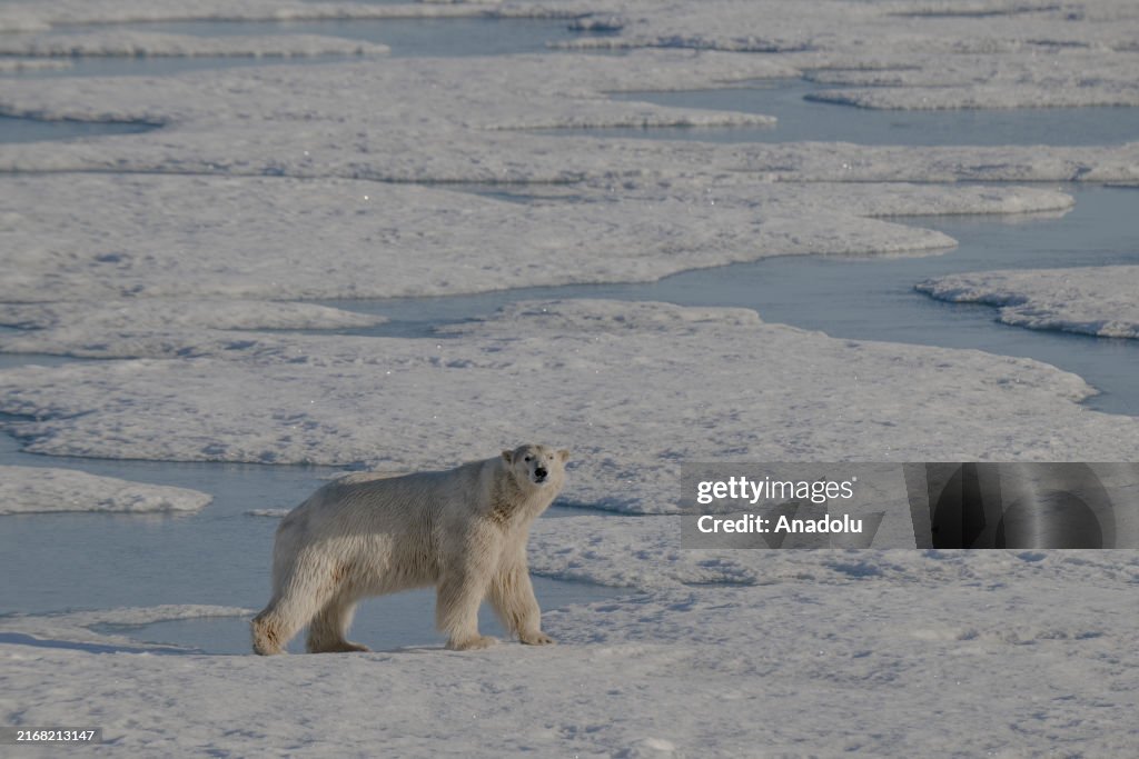 The unique ecosystem of the Arctic: Arctic Ocean
