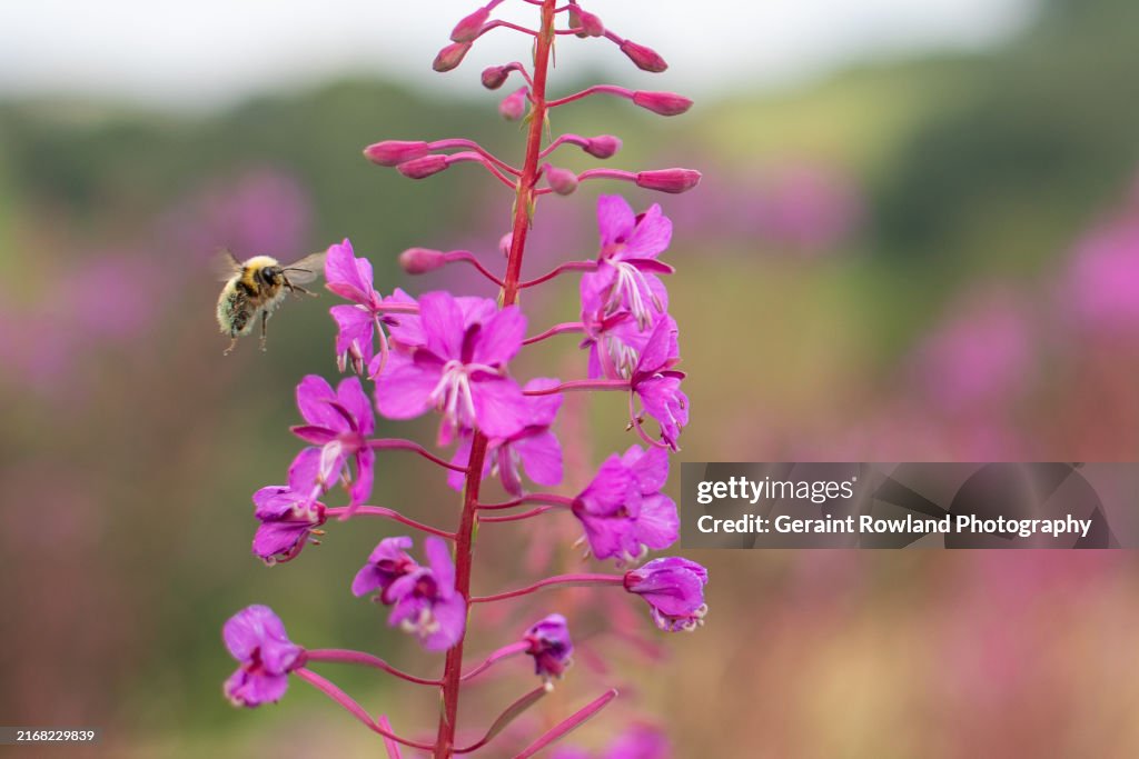 Welsh Nature Image, Bee Life