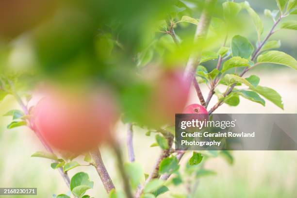 apple trees - apples green screen stock pictures, royalty-free photos & images