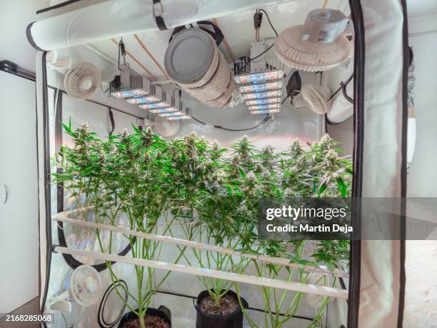 cannabis plant flower hdr - thc stock pictures, royalty-free photos & images