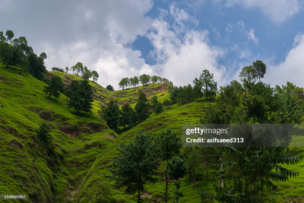 Lush Green Hill