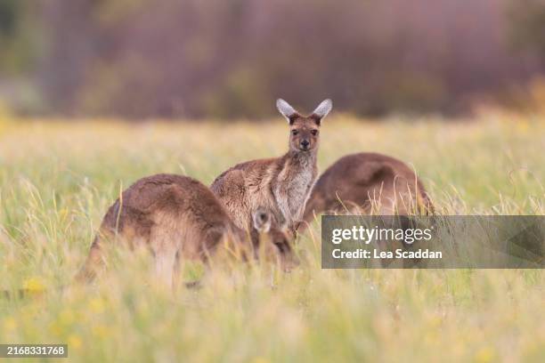 kangaroos in the field - kangaroo stock pictures, royalty-free photos & images