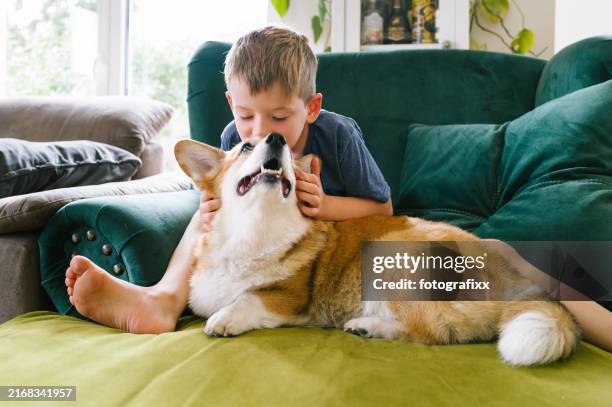 junge und hund entspannen gemeinsam auf dem sessel - tierisches verhalten stock-fotos und bilder