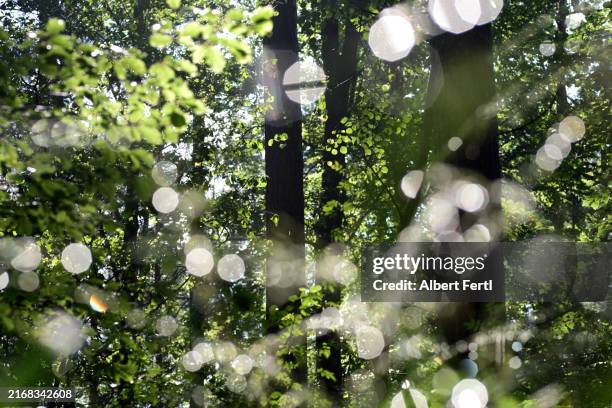 forest impression - regentropfen stock-fotos und bilder