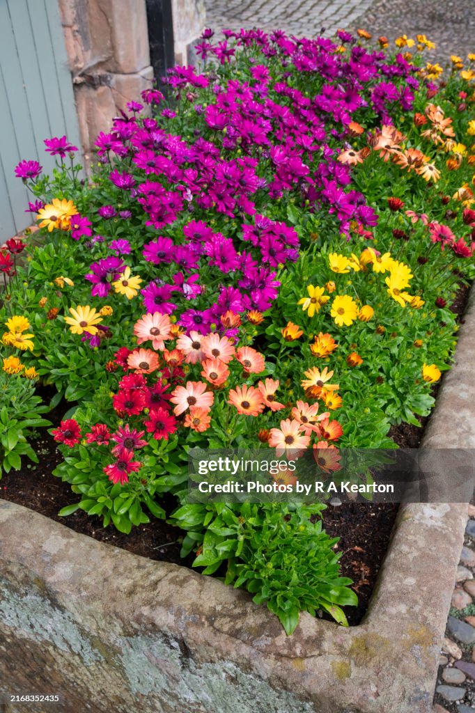 Colourful Osteospermum plants in an old stone trough