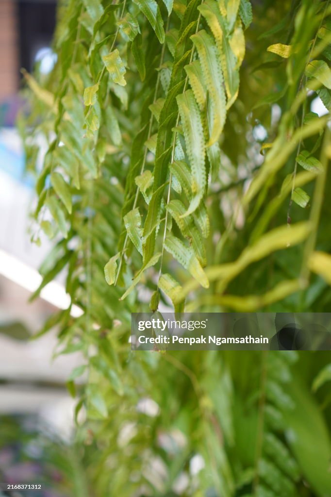 Nephrolepis sp. fern green leaf