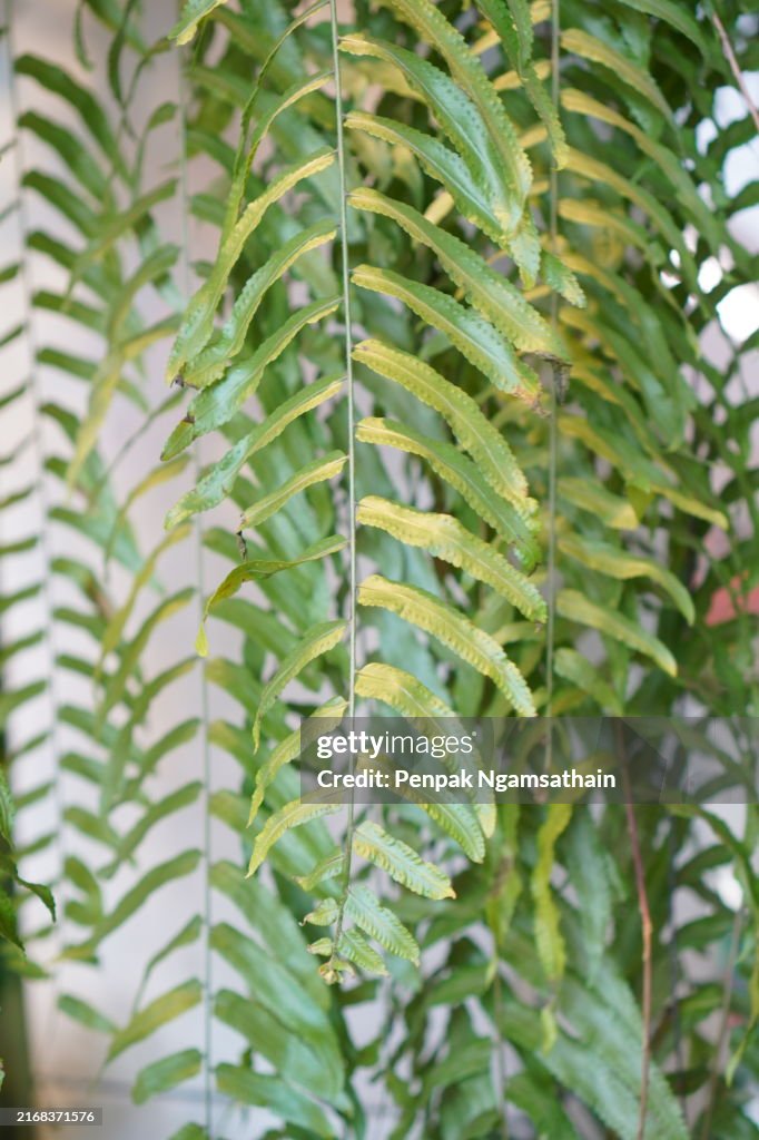 Nephrolepis sp. fern green leaf