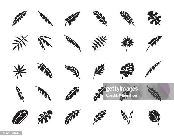 illustrazioni stock, clip art, cartoni animati e icone di tendenza di set di icone foglia con varie forme e trame di foglie, illustrazione vettoriale - foglia di palma