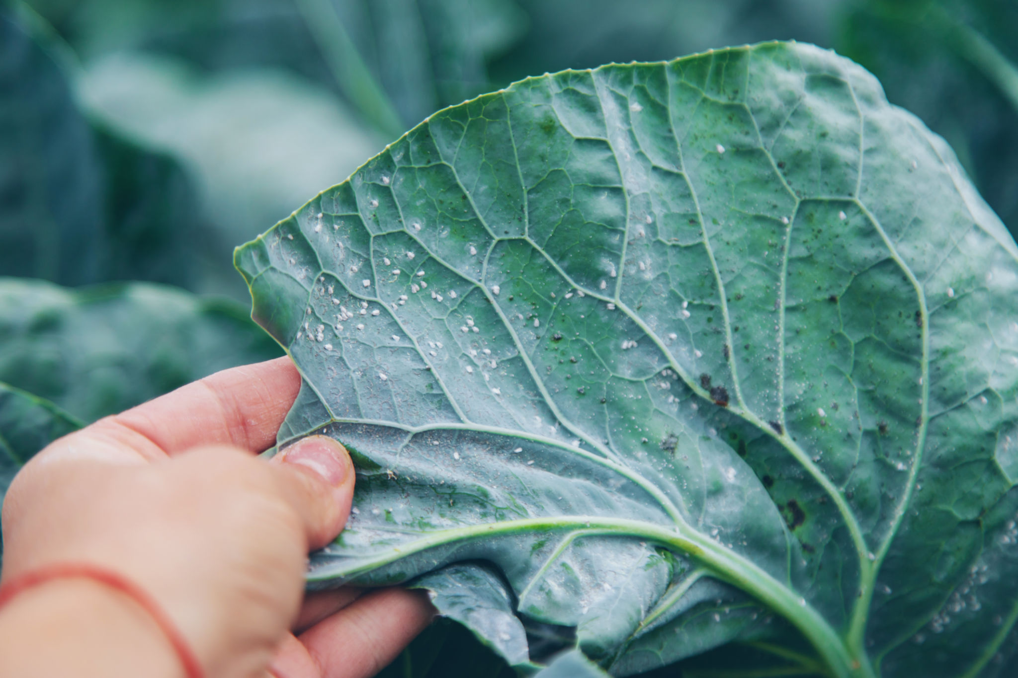 integrated pest management