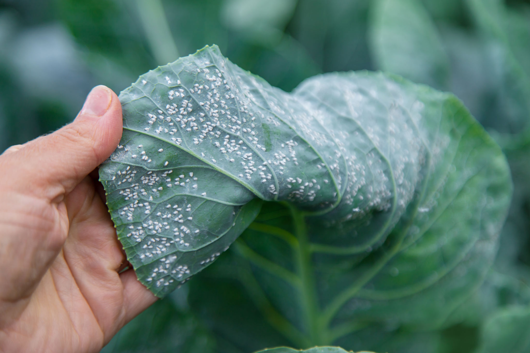 integrated pest management
