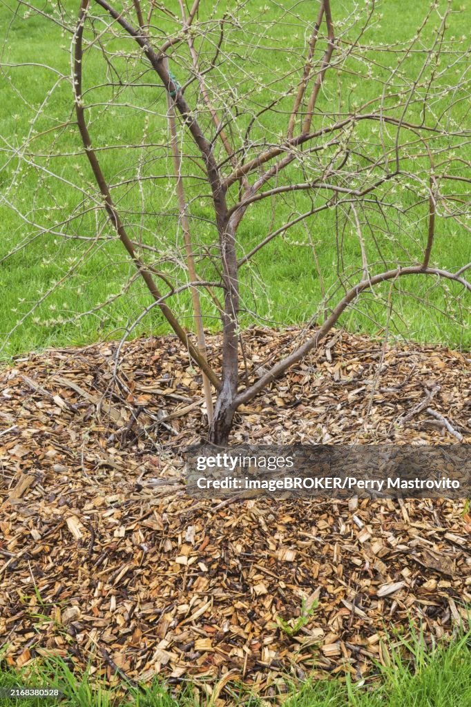 Elaeagnus commutata, Silverberry shrub with emerging leaves and protected with natural mulch in spring, Quebec, Canada, North America